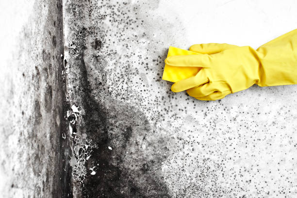 Trusted Bloomingdale, NJ Mold Removal Experts